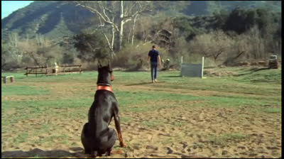 uma historia de dobermans rouba banco em 1972